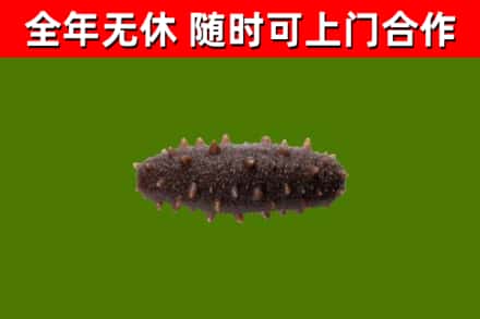 剑川县回收海参干